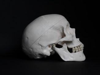 Ryggradens anatomiska struktur illustration